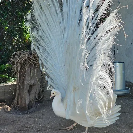 Quinta Do Reijaco * ヴィエイラ・ド・ミーニョ