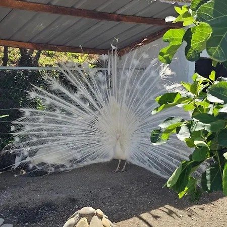 Quinta Do Reijaco 別荘 *