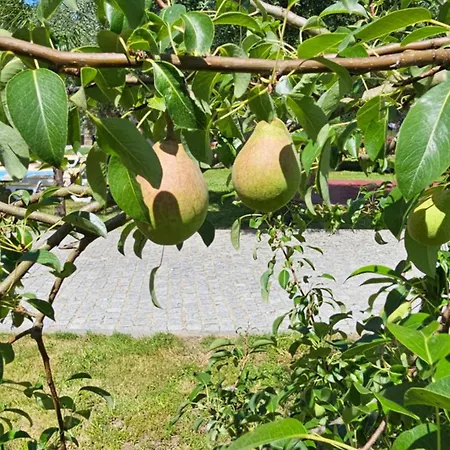 Quinta Do Reijaco *