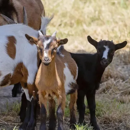 Quinta Do Reijaco 別荘
