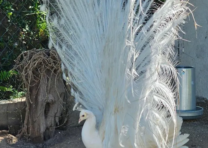 Quinta Do Reijaco * Vieira do Minho